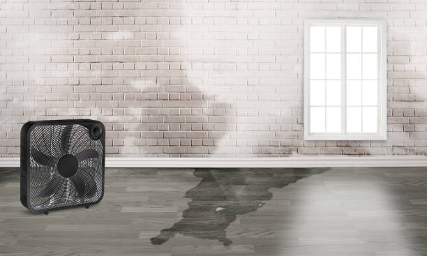 Best Carpet water damage restoration  in West Melbourne, FL